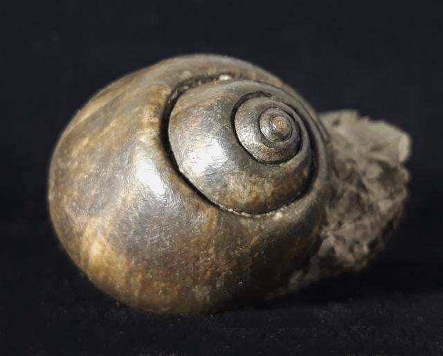 Ampullina sp. (FRUSSAC 1822) - Bild © FossNet FossilienStore